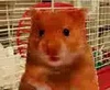 @HarryTheHamster's profile picture