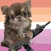 @greychihuahua's profile picture