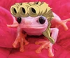 @PinkFrogDoppio's profile picture