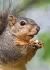 @SquirrelBoy's profile picture