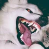 @whitedog's profile picture