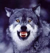 @Wolf1967's profile picture