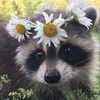@Mapache_racoon's profile picture